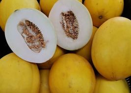 25+ Apollo Melon Seeds Fast Growing Sweet Tasting USA Farm Planting Garden - £10.89 GBP