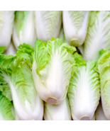 CHINESE CABBAGE (Buk Choy-White Stem) 800 PCS Seeds - $9.71