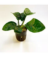 ANUBIAS BARTERI BUTTERFLY 1 POT- Aquatic Live Plants SUPER PRICE!!!!!!! - $10.88