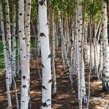 20 Seeds Silver Birch White Birch Betula Pendula - £15.91 GBP