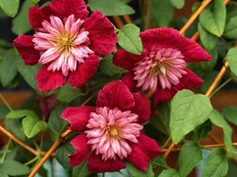 2.5&quot; Pot - Avant-Garde Evipo033 Clematis Vine - Pink/Red/Pompom Centers - £48.97 GBP