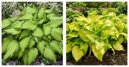 1 Live Potted Plant hosta FIRST DANCE large rippled wavy beautiful 2.5&quot; pot - £34.35 GBP