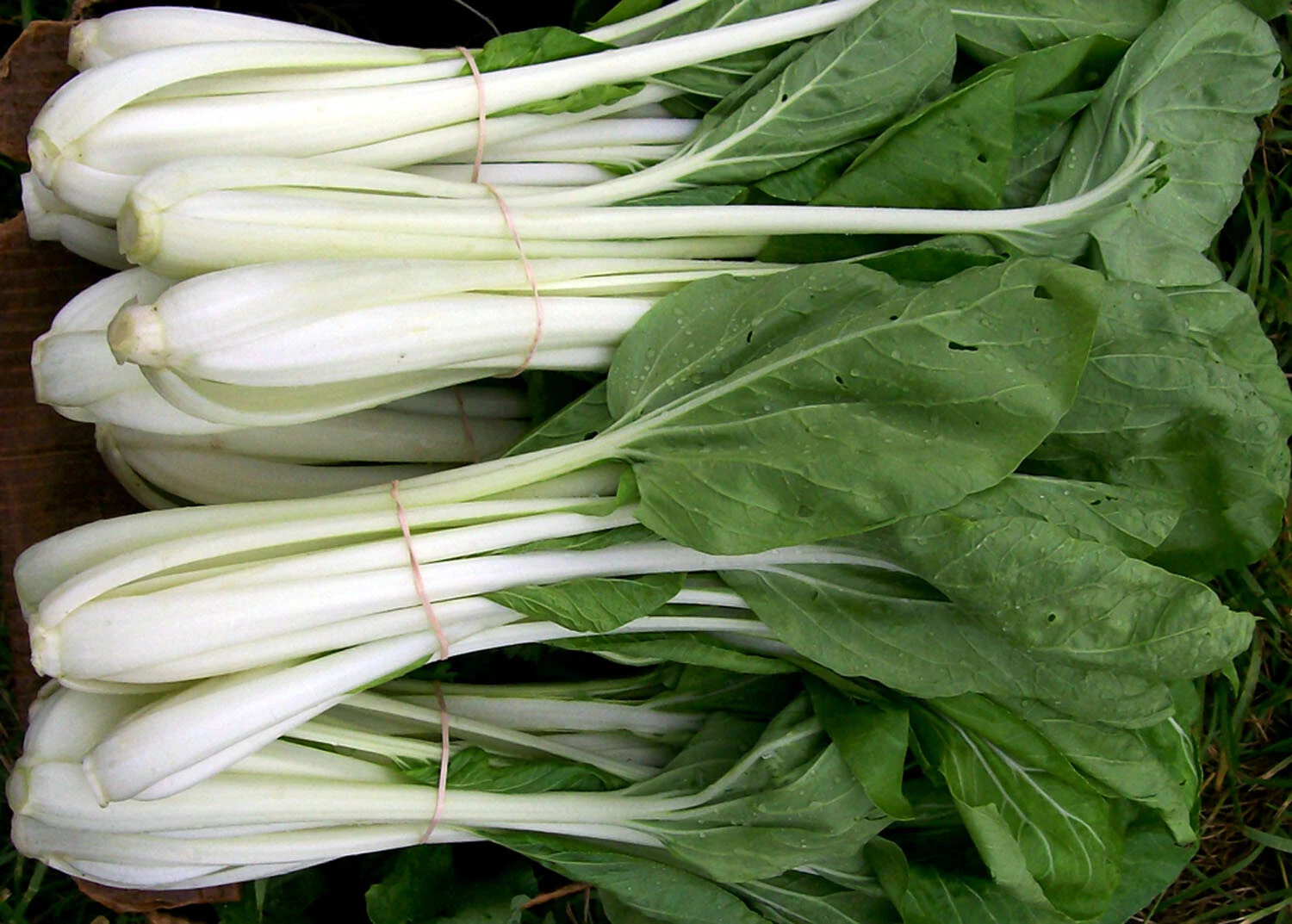 Must-Have 200 Pak Choi Seeds White Stem Chinese Cabbage Bok choy Four Se... - $3.75