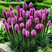 USA SELLER Dense Blazing Star Plant Liatris Spicata Seeds Free Shipping - £14.29 GBP