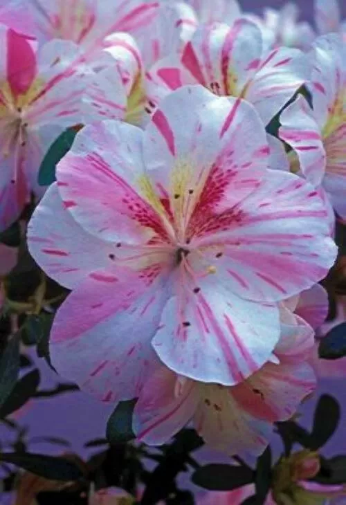 Amy Azalea Rhododendron Deciduous Baby White With Pink Stripes - £18.31 GBP