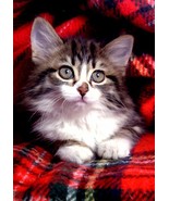 Blank Inside - Furry Friends Greeting Card - 01975 - $51.41 MXN