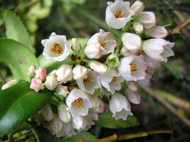 Huckleberry Plant Seeds - $7.99