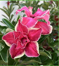 White Borde Rred Desert Rose Flowers Potted Bonsai Potted Flowers Plants Adenium - £8.76 GBP