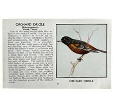 Orchard Oriole Bird Print 1931 Blue Book Birds Of America Antique Art PC... - $19.99
