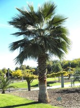 Grow In US 10_Seeds Washingtonia robusta Mexican fan palm Skyduster - £19.10 GBP