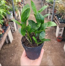 ZZ Plant | Zamioculcas zamiifolia | 4in pot - $240.75 MXN