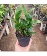 ZZ Plant | Zamioculcas zamiifolia | 4in pot - $17.84 CAD