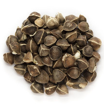 MBK 3 Ashe&#39;S Magnolia Tree Seeds Fast Ship - $12.98
