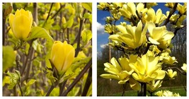 6-12&quot; Tall Live Plant - Yellow Bird Magnolia Tree/Shrub - 2.5&quot; Pot, Ships Potted - £64.88 GBP