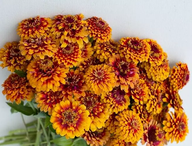 Zinnia &#39;Macarenia&#39; 25 seeds - $8.27