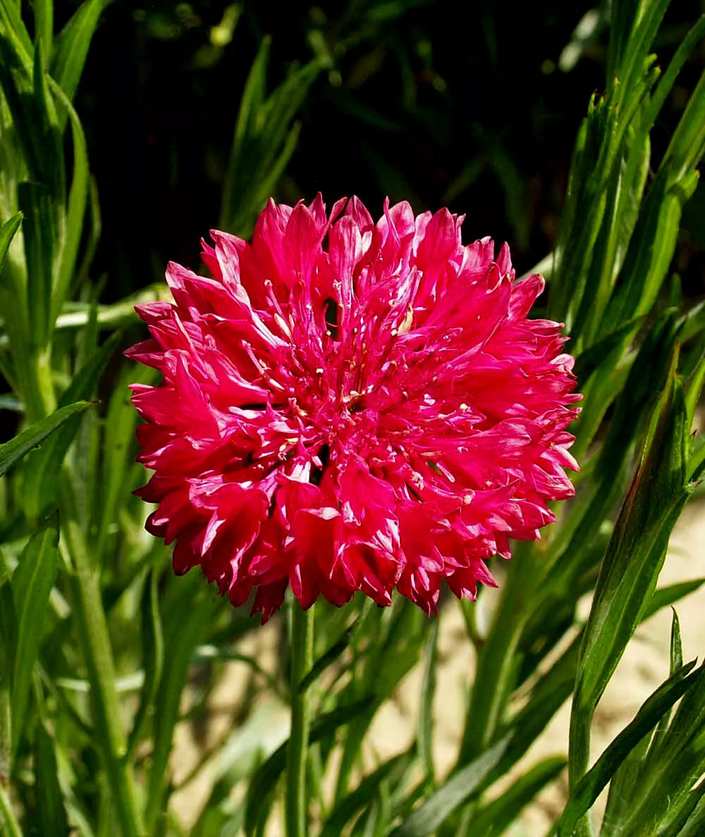 Cornflower Tall Red Non Gmo 100 Seeds - £7.17 GBP