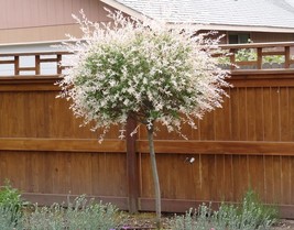 Japanese Dappled Nishiki Willow Shrub Tree in a Quart Pot - £32.99 GBP