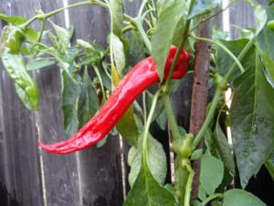 25 Seeds Peperone Di Seni Pepper Fresh Vegetables Edible Fresh Seeds USA Seller - $12.25