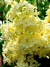 25 Yellow Lilac Seeds Tree Fragrant Flowers Perennial - £7.99 GBP