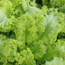 Fast Ship USA Seller Mustard Greens Seeds Southern Giant Vegetable Gardening - $19.96