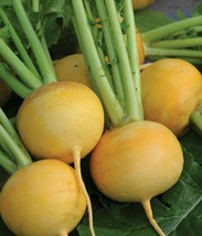 500+ seeds Golden Ball Turnip  Vegetable Garden Heirloom  - $8.55