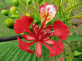 FREE SHIPPING Delonix regia Royal Poinciana Flamboyant Flame Tree Gulmoh... - $14.99