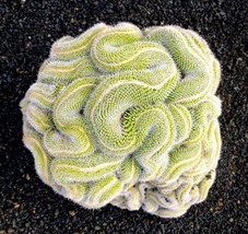 VP Green Brain Cactus Heat Rare Succulents Flower Desert 10 Seeds - £6.28 GBP