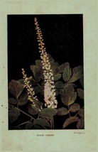 Vintage 1922 Print Cohosh May Apple 2 Side Flowers You Should Know - £13.96 GBP
