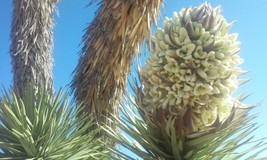 Joshua Tree Seeds Yucca Brevifolia -25 Seeds- Fresh Gardening USA SELLER - $13.98