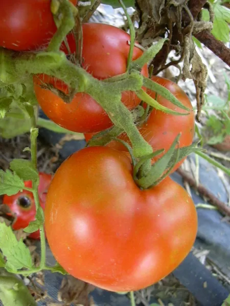 Arkansas Traveler Tomato Seeds Meaty Juicy Fruits 15 Per Pkt. Fresh Garden - £5.45 GBP