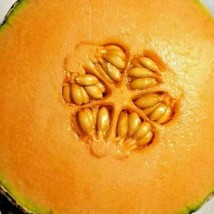 Honey Rock Spring Cantaloupe Melon Honeyrock Heirloom Non-Gmo 20 Seeds Sweet  - £7.18 GBP