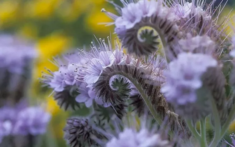 AW 20 Seeds Lacy Phacelia Purple Tansy Flower - $9.00