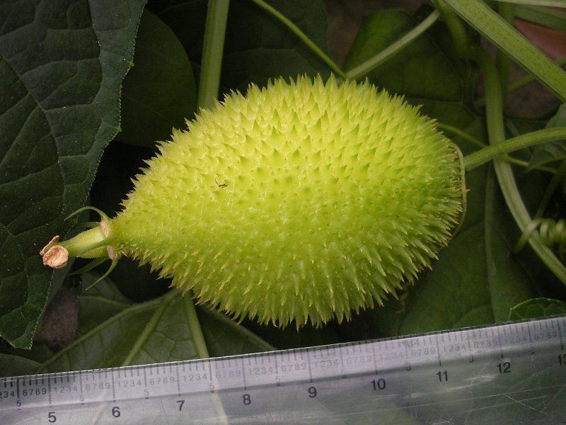 Mormordica Subangulata Bitter Melon 5 seeds USA Fast Shipping - $14.98