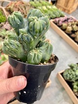 Cactus Ming Thing Cereus Forbesii Monstrose 4&quot; Pot Live Plant - £9.38 GBP
