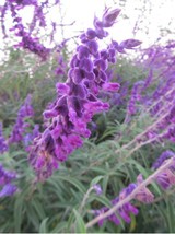 Salvia Leucantha Imported Mexican Bush Sage Pink Flower, 30 Seeds - £8.22 GBP