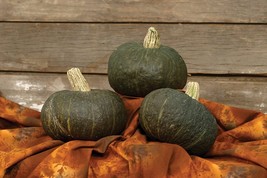 AD Buttercup Space Station Squash 18 Seeds Home Garden - $13.26