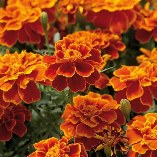 Safari Scarlet Marigold 25 Seeds for Garden Planting USA - $9.50