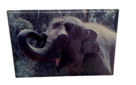 Cincinnati Zoo Magnet Elephant Photo Rectangular Fridge Souvenir Vtg 3 inch - £5.45 GBP