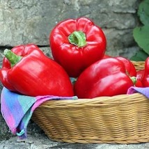 100 Big Red Sweet Bell Pepper Seeds Non-Gmo Heirloom From US - £7.68 GBP