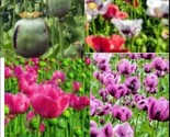 Afghan Blue Poppy Mixed  Flower 250 Authentic Seeds - $10.49