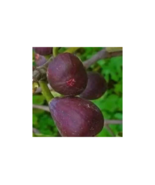 2pcs Texas Everbearing Fig Tree Cuttings - $10.40