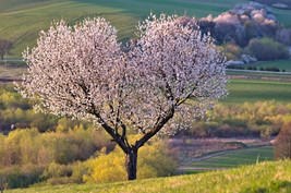 BPA Organic Sweet Cherry Tree Prunus Avium 20 Seeds - £7.07 GBP