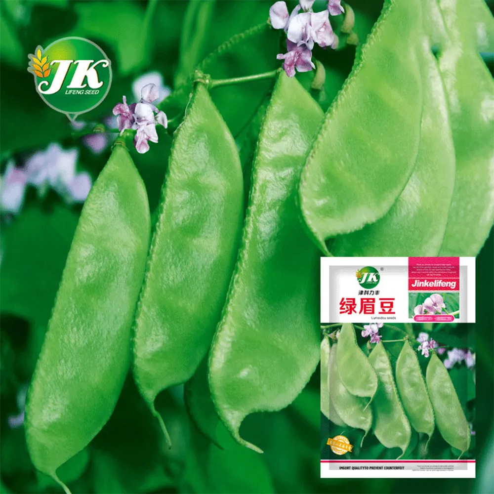 5 Bags (10 Seeds / Bag) green Hyacinth Bean  ZZ-1721 - $28.40