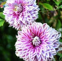 USA-Seller 50pcs/lot Mix Beautiful Clematis Seeds Bonsai Flower Seeds - £6.37 GBP