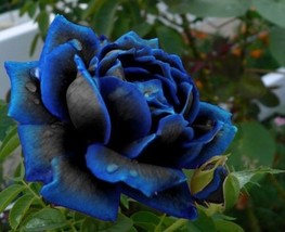 midnight suprime rose,368, flower roses seeds, roses from seeds,planting... - £4.77 GBP