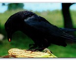 Black Crow Named Corky Eating Corn on the Cob UNP Chrome Postcards W22 - £3.12 GBP