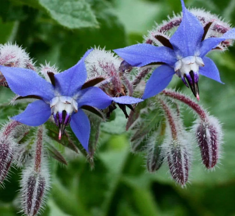 BORAGE 50+SEEDS  herb FLOWER garden Culinary garnishes TEAS salads - £7.69 GBP