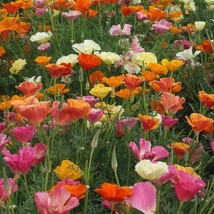 California Poppy Mission Bells Mix Brilliant Colors Meadow 1000 Seeds - £8.25 GBP