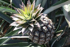 15 Monte Lirio Pineapple Seeds For Garden Planting    From US - $10.48