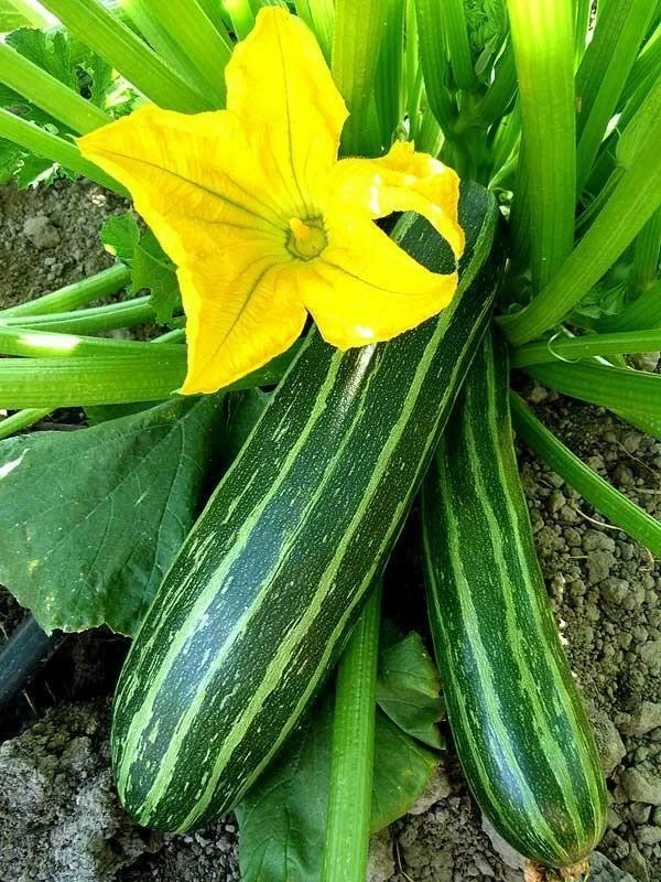 100+ Cocozelle Zucchini Seeds -- Summer Squash -- Italian Squash -- HEIR... - $8.69